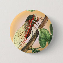 Cicada Insect Illustration Art