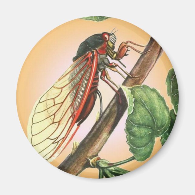 Cicada Insect Illustration Art Magnet (Vorne)