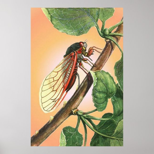 Cicada Insect Illustration Art Poster (Vorne)