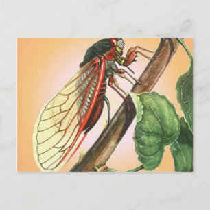 Cicada Insect Illustration Art Postkarte