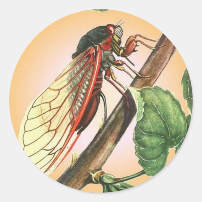 Cicada Insect Illustration Art Runder Aufkleber (Vorderseite)
