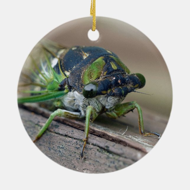 Cicada Keramik Ornament (Hinten)