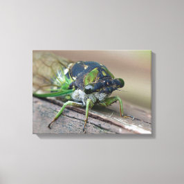 Cicada Leinwanddruck