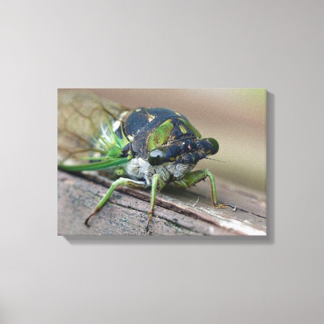 Cicada Leinwanddruck (Vorderseite)