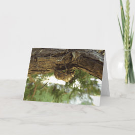 Cicada Muschel. Es war in Eile. Karte