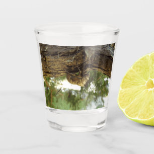 Cicada Muschel. Es war in Eile. Schnapsglas