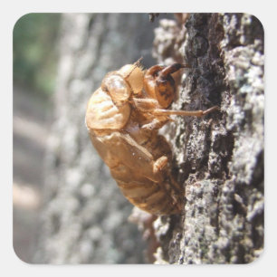 Cicada-Muschel Quadratischer Aufkleber