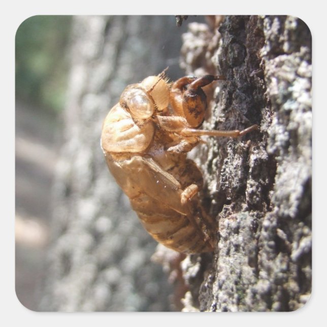 Cicada-Muschel Quadratischer Aufkleber (Vorderseite)
