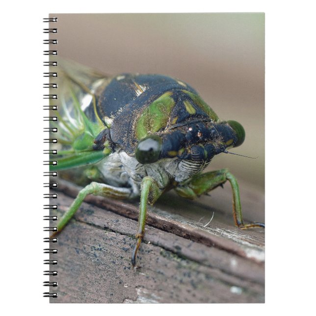 Cicada Notizblock (Vorderseite)