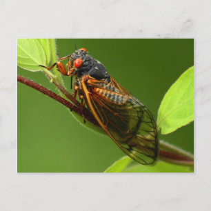 Cicada Postkarte