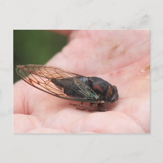 Cicada Postkarte (Vorderseite)