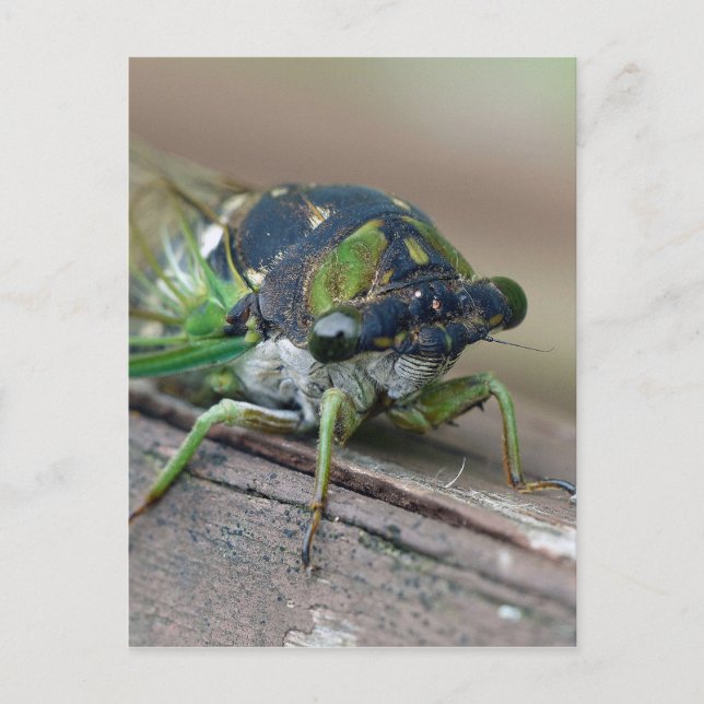 Cicada Postkarte (Vorderseite)