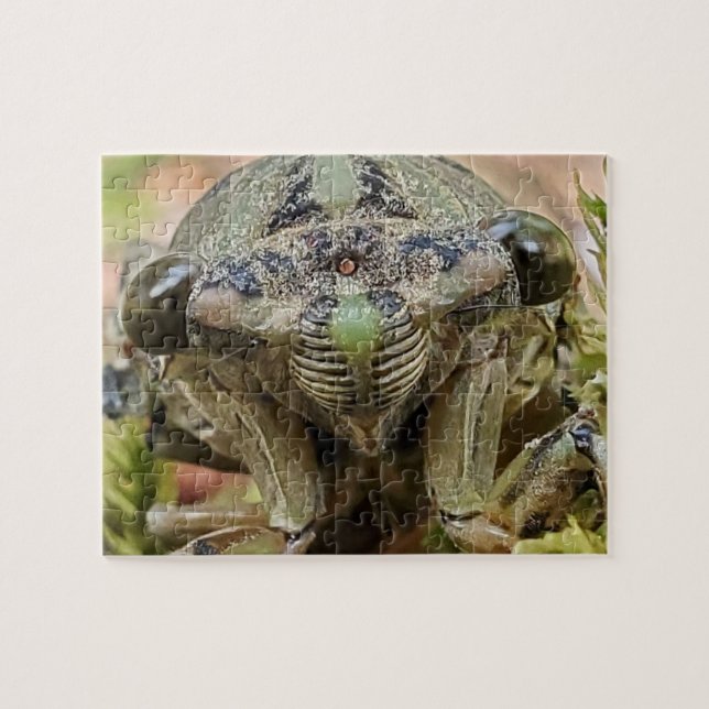 Cicada-Puzzle (Horizontal)