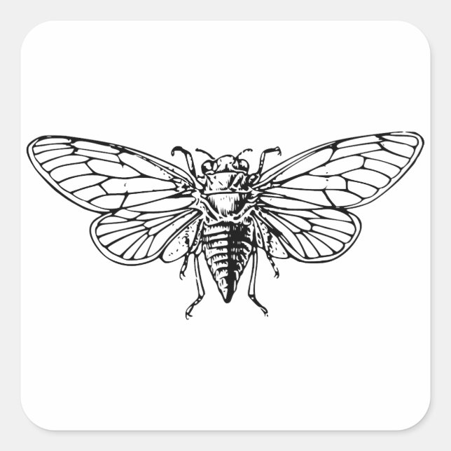 Cicada Quadratischer Aufkleber (Vorderseite)
