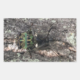 Cicada Rechteckiger Aufkleber