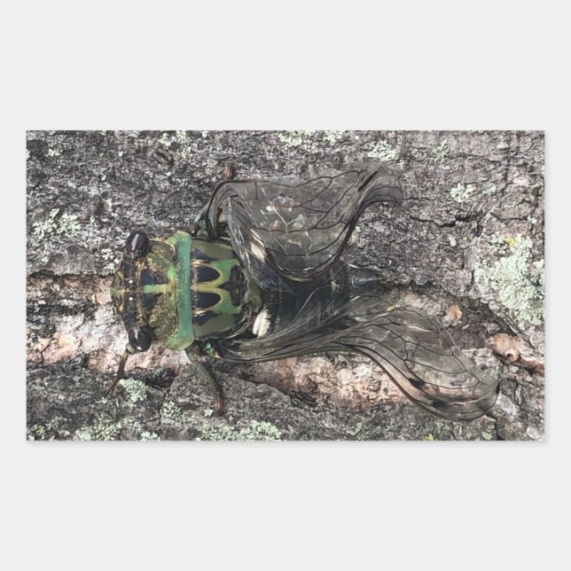 Cicada Rechteckiger Aufkleber (Vorderseite)