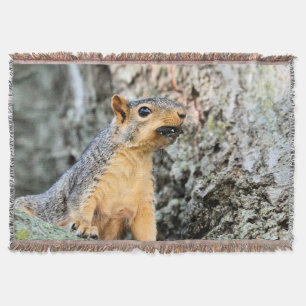 Cicada Snackbar Decke