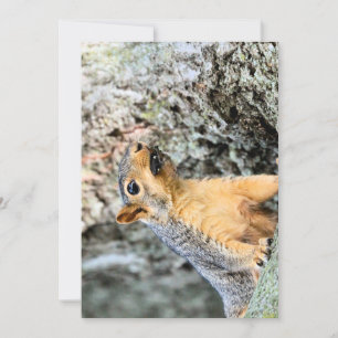 Cicada Snackbar Einladung