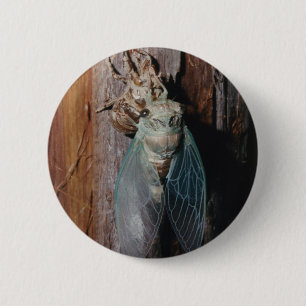 Cicada trocknet seine Flügel Button