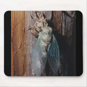 Cicada trocknet seine Flügel Mousepad