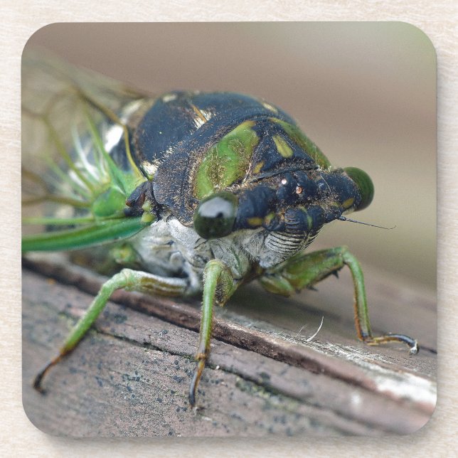 Cicada Untersetzer (Vorderseite)
