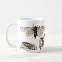 Cicadas Double Brood 2024 Mug