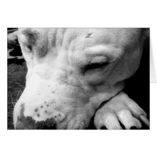 cicatrice de harry potter chien pit bull blanc