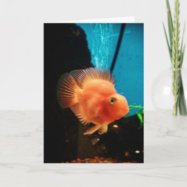 "Cichlid Blood Parrot" Danke Karte (Vorderseite)