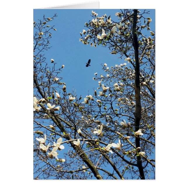 ciel au printemps (Devant)