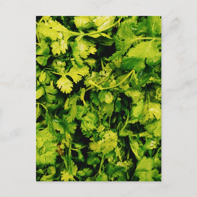 Cilantro/Coriander-Blätter Postkarte (Vorderseite)