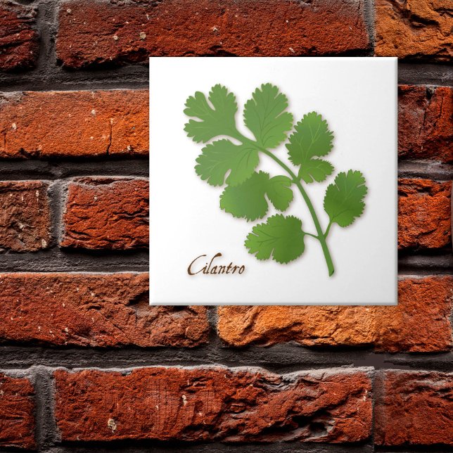 Cilantro Herb Keramik Tile Fliese (Cilantro Herb Ceramic Tile, aromatic leaves with a distinctive flavor. )