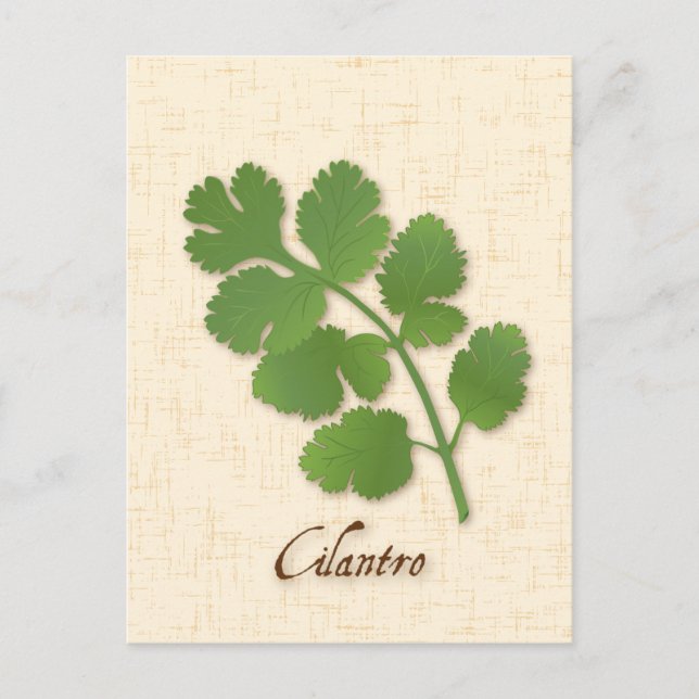 Cilantro Herb Postcard anpassen Postkarte (Vorderseite)