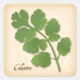 Cilantro Herb Square Sticker