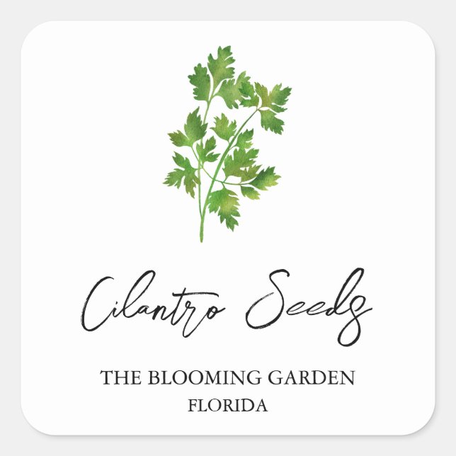 Cilantro Seeds-Label Quadratischer Aufkleber (Vorderseite)