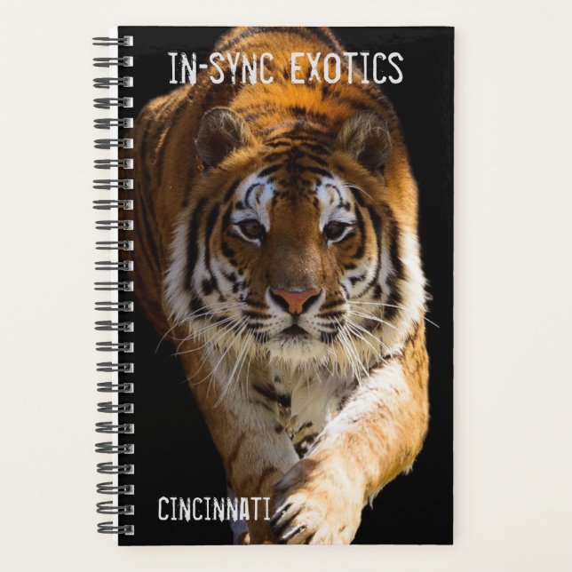 Cincinnati Tiger - (Devant)