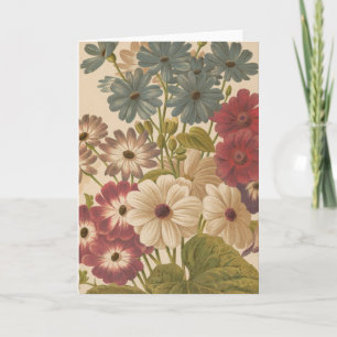 Cineraria   George Nicholson Karte