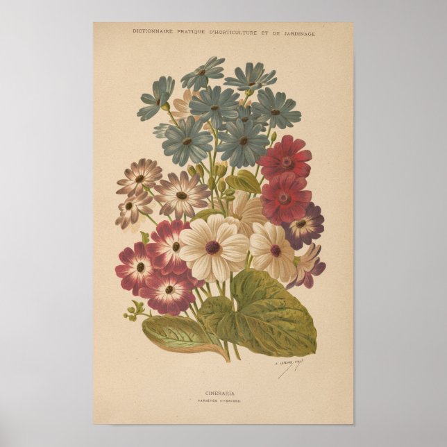 Cineraria | George Nicholson Poster (Vorne)