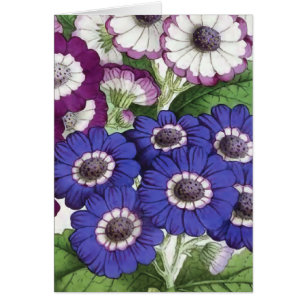 "Cineraria-" Vintage Blumen-Illustration