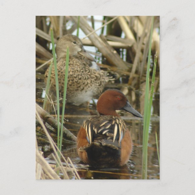 Cinnamon Aquamarin Pair Postkarte (Vorderseite)