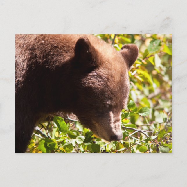 Cinnamon Black Bear Postkarte (Vorderseite)