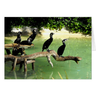Cinq cormorans au printemps