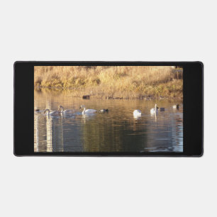 Cinq cygnes blancs dans des canards