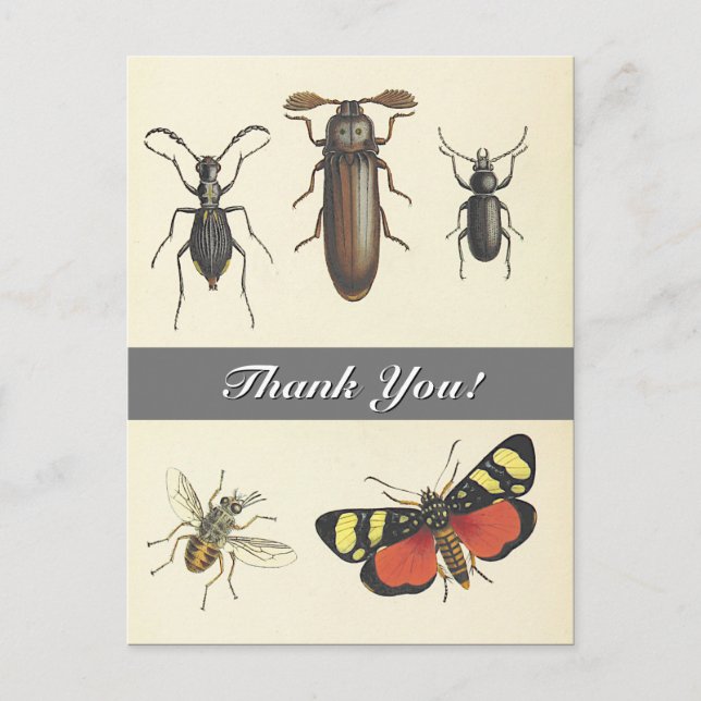 Cinq Insectes Vintages "Merci !" Carte postale (Devant)