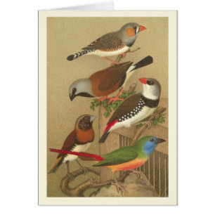 Cinq oiseaux colorés d'animal familier étés perché