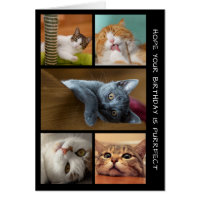 Cinq photo CAT Anniversaire Collage Carte Annivers