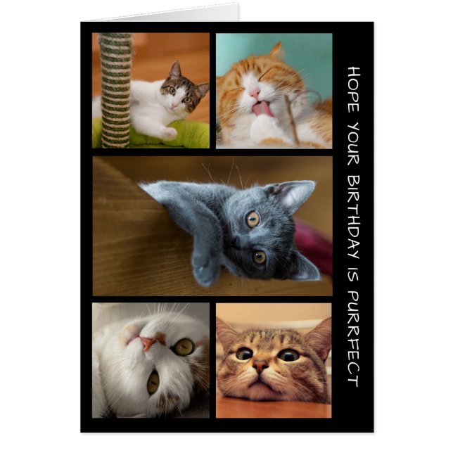 Cinq photo CAT Anniversaire Collage Carte Annivers (Devant)