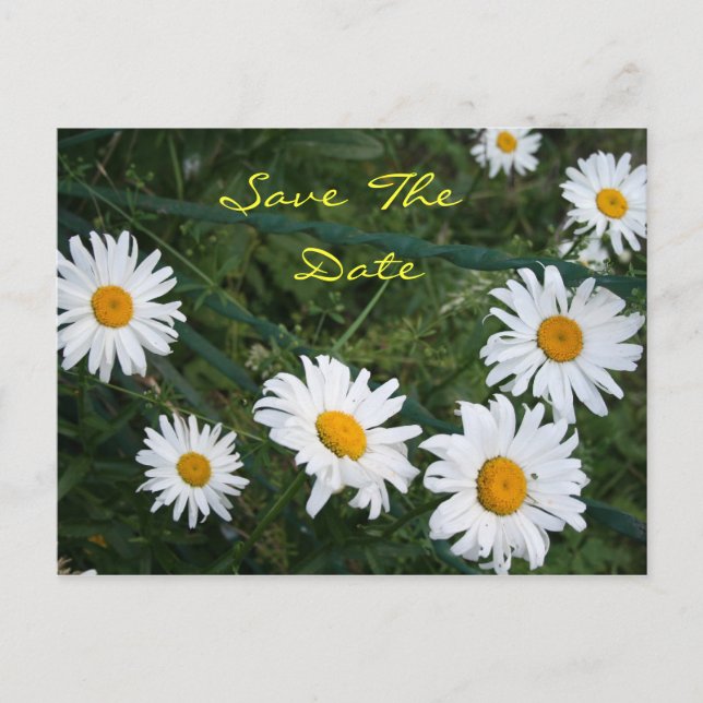 Circle of Daisies Postcard Ankündigungspostkarte (Vorderseite)
