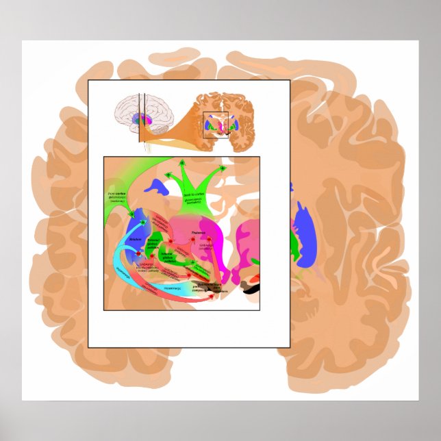 Circuits de Ganglia Basale Partie du tableau Cerve (Devant)