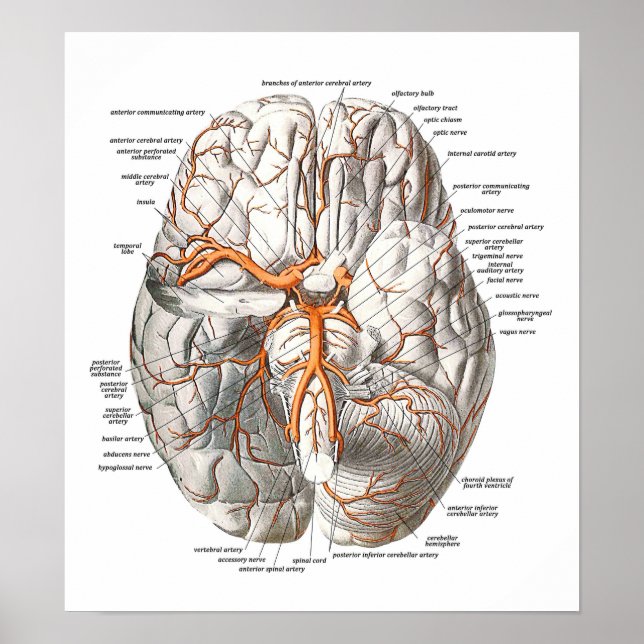 Circulation of the Brain Poster (Vorne)