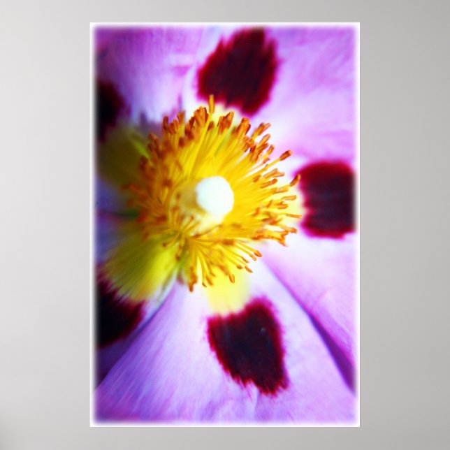 Cistus-Blume Poster (Vorne)